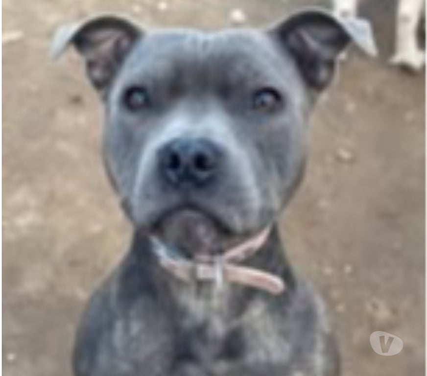 Don animaux Rhône Lyon - Photos Vivastreet Chien WINNI à l adoption