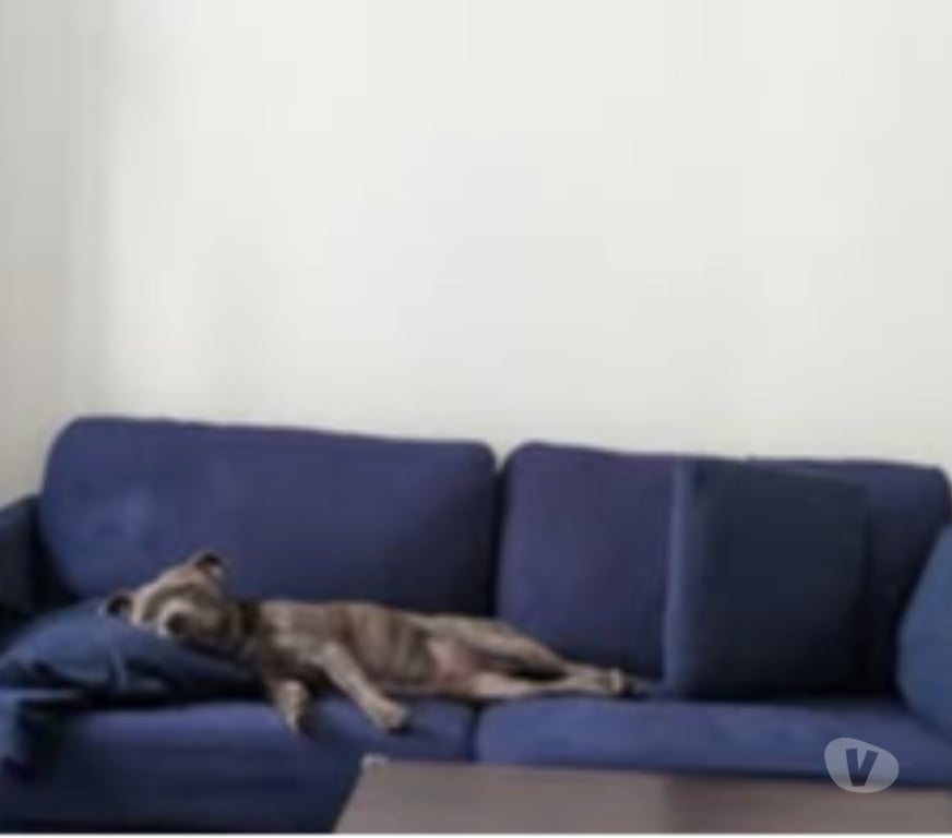 Don animaux Rhône Lyon - Photos Vivastreet Chien WINNI à l adoption