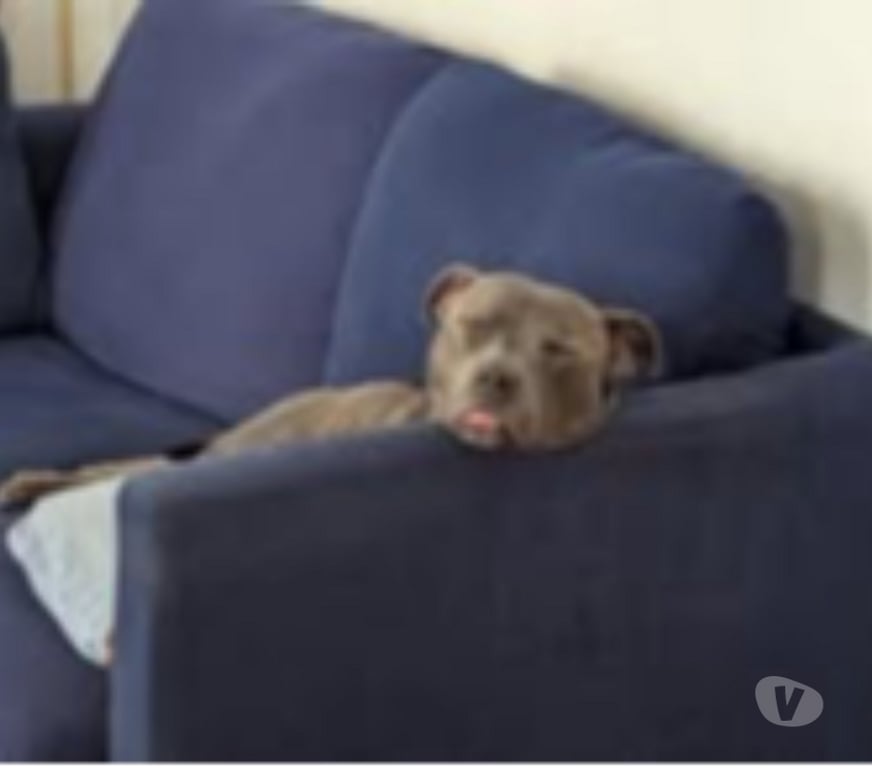 Don animaux Rhône Lyon - Photos Vivastreet Chien WINNI à l adoption