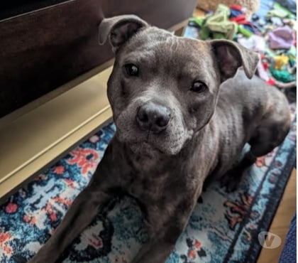 Don animaux Lyon Lyon - Photos Vivastreet Chien WINNI à l adoption