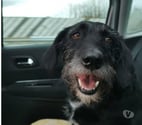 Chien LOUNA à l adoption