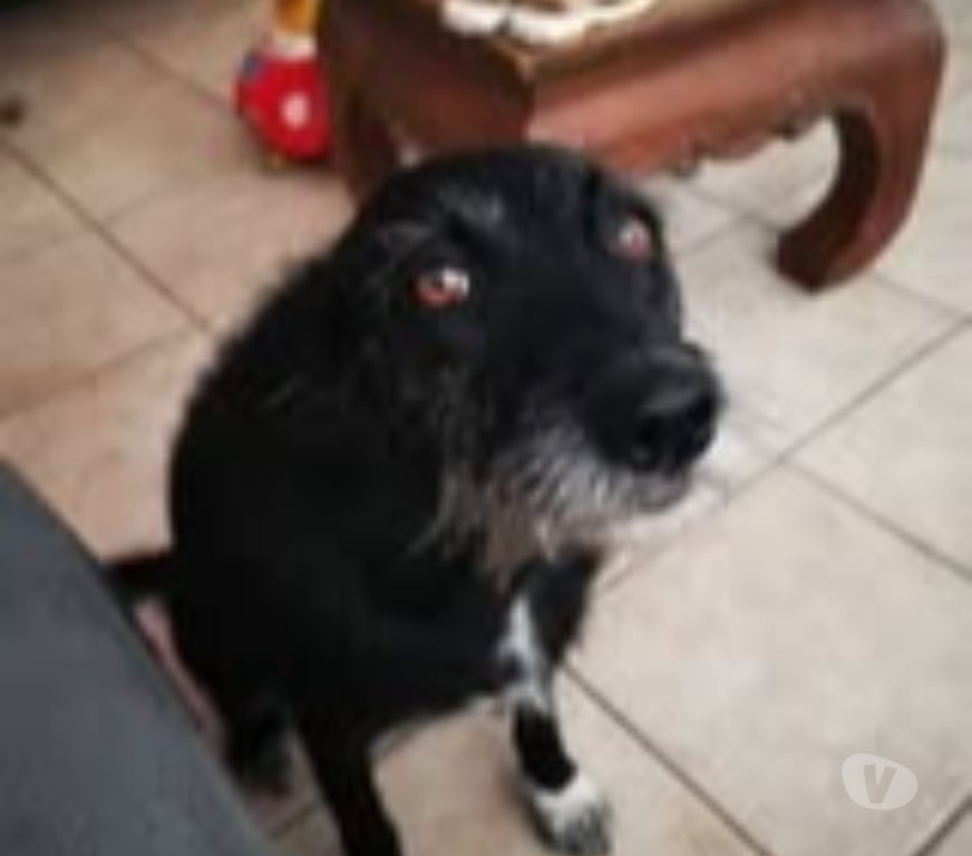 Don animaux Drôme Romans sur Isere - 26100 - Photos Vivastreet Chien LOUNA à l adoption