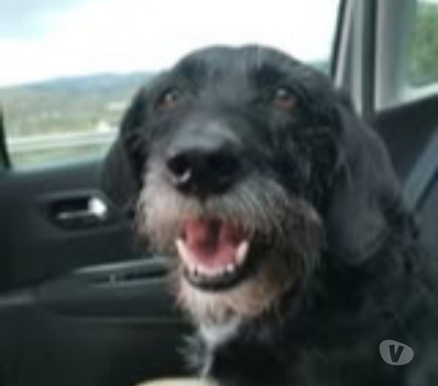 Don animaux Drôme Romans sur Isere - 26100 - Photos Vivastreet Chien LOUNA à l adoption