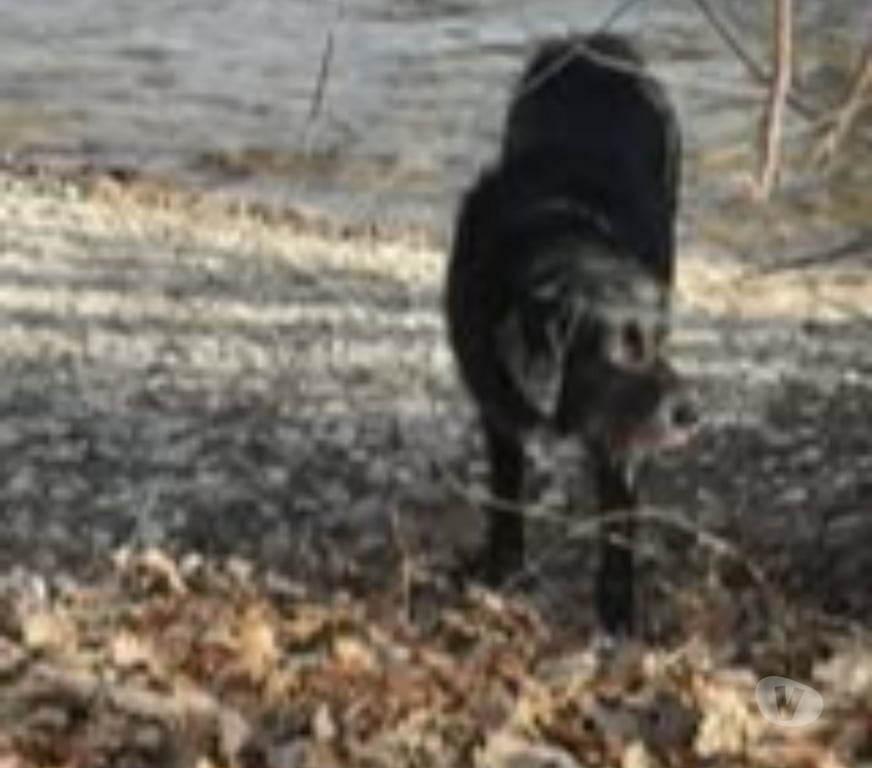 Don animaux Drôme Romans sur Isere - 26100 - Photos Vivastreet Chien LOUNA à l adoption