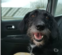 Photos Vivastreet Chien LOUNA à l adoption