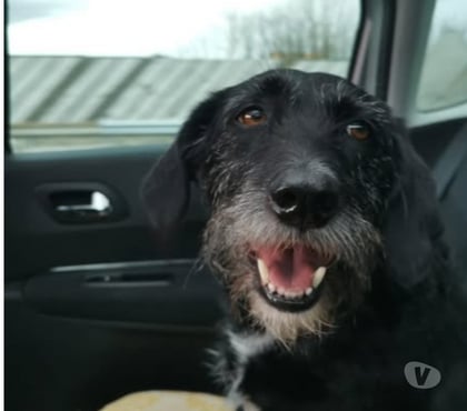 Don animaux Romans sur Isere Drôme - Photos Vivastreet Chien LOUNA à l adoption