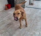 Chien MILKA à l adoption