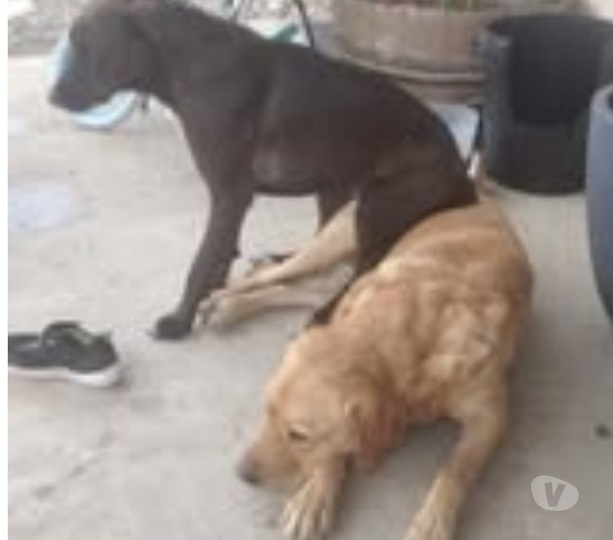 Don animaux Ardèche Cheminas - 07300 - Photos Vivastreet Chien MILKA à l adoption