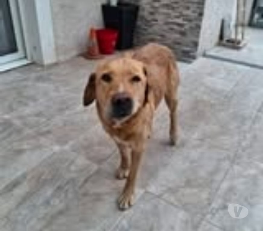 Don animaux Ardèche Cheminas - 07300 - Photos Vivastreet Chien MILKA à l adoption