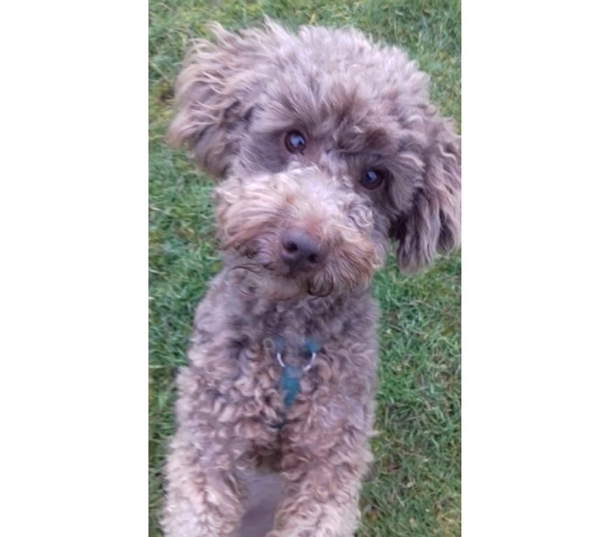 Vente Allier Ainay le Chateau - 03360 - Photos Vivastreet Toby, caniche à adopter