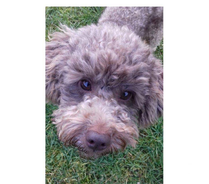 Vente Allier Ainay le Chateau - 03360 - Photos Vivastreet Toby, caniche à adopter