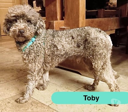 Vente animaux Ainay le Chateau Allier - Photos Vivastreet Toby, caniche à adopter