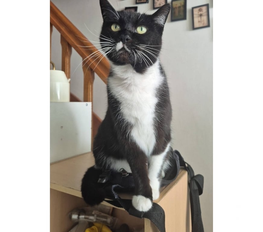 Vente Loire-Atlantique Le Pellerin - 44640 - Photos Vivastreet Crevette, chatte noire et blanche à adopter