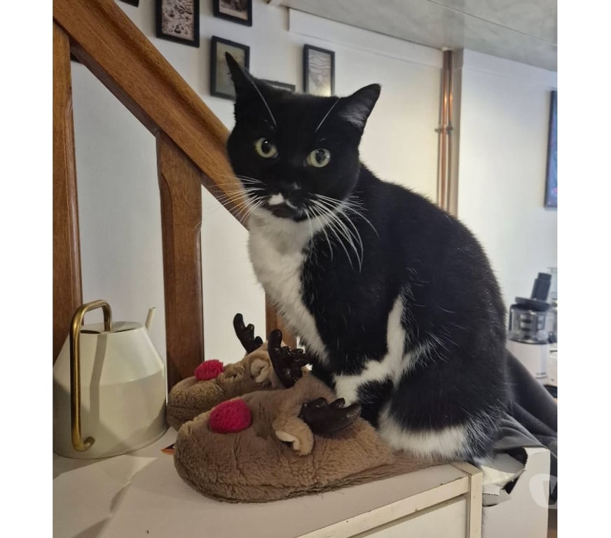 Vente Loire-Atlantique Le Pellerin - 44640 - Photos Vivastreet Crevette, chatte noire et blanche à adopter