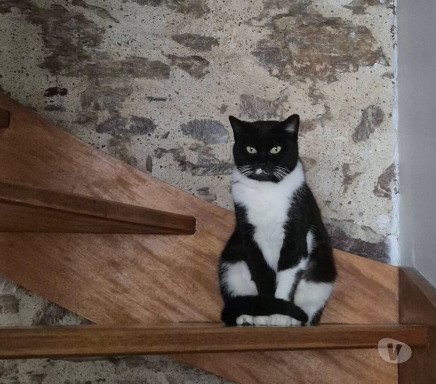 Vente Loire-Atlantique Le Pellerin - 44640 - Photos Vivastreet Crevette, chatte noire et blanche à adopter