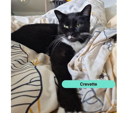 Vente animaux Le Pellerin Loire-Atlantique - Photos Vivastreet Crevette, chatte noire et blanche à adopter