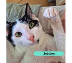 Zebulon, chat noir et blanc à adopter