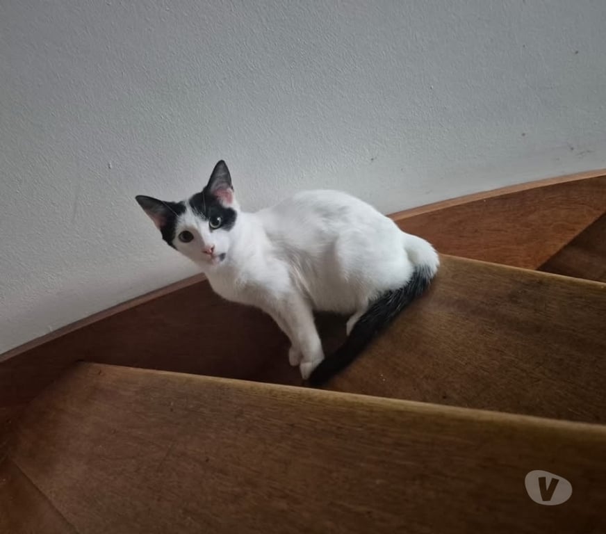 Vente Loire-Atlantique Le Pellerin - 44640 - Photos Vivastreet Zebulon, chat noir et blanc à adopter