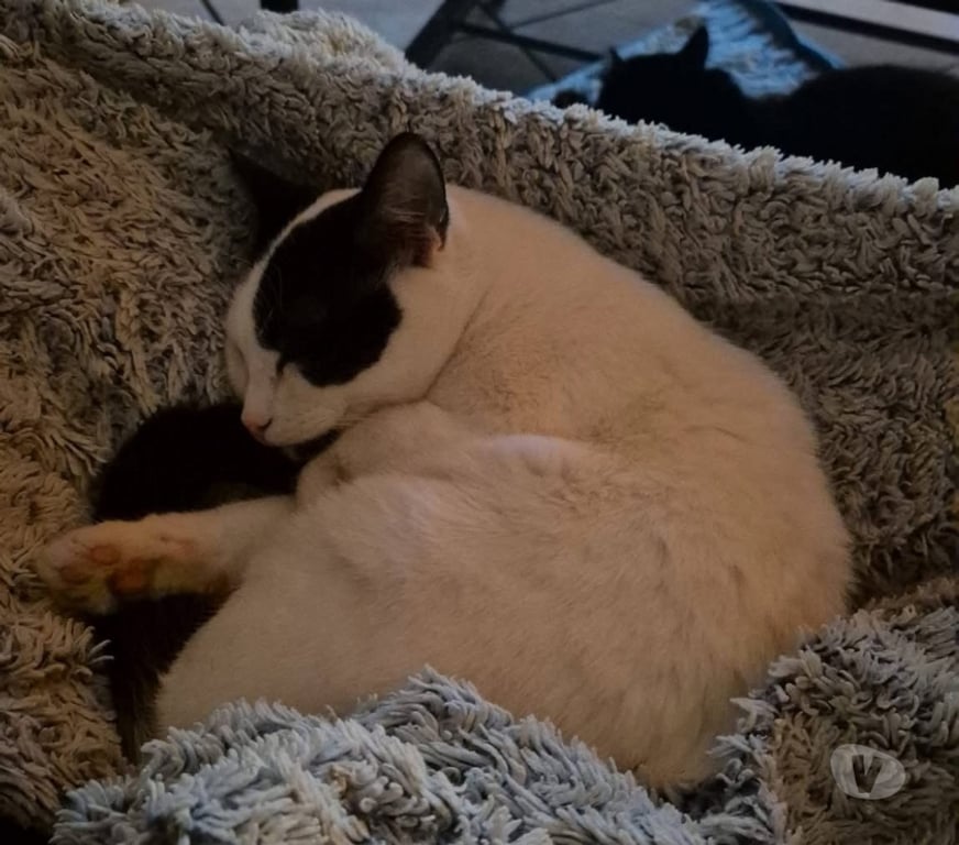 Vente Loire-Atlantique Le Pellerin - 44640 - Photos Vivastreet Zebulon, chat noir et blanc à adopter