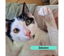 Photos Vivastreet Zebulon, chat noir et blanc à adopter