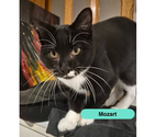 Mozart, chat noir et blanc à adopter