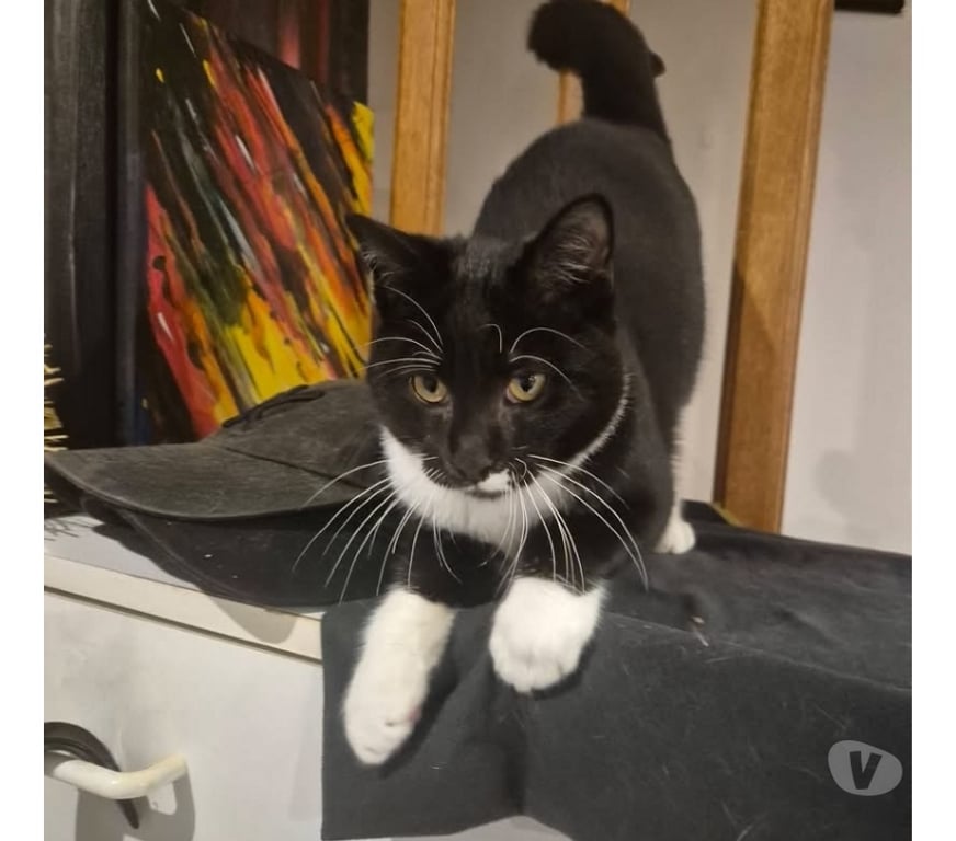 Vente Loire-Atlantique Le Pellerin - 44640 - Photos Vivastreet Mozart, chat noir et blanc à adopter