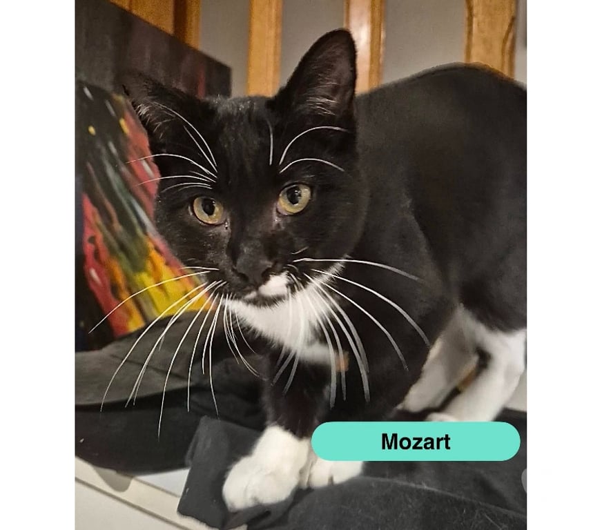 Vente Loire-Atlantique Le Pellerin - 44640 - Photos Vivastreet Mozart, chat noir et blanc à adopter