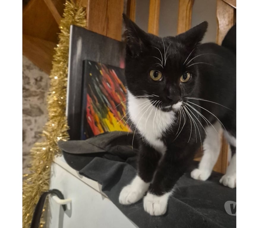 Vente Loire-Atlantique Le Pellerin - 44640 - Photos Vivastreet Mozart, chat noir et blanc à adopter