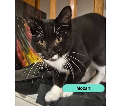 Vente animaux Le Pellerin Loire-Atlantique - Photos Vivastreet Mozart, chat noir et blanc à adopter