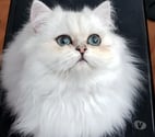 SAILLIE CHAT PERSAN LOOF