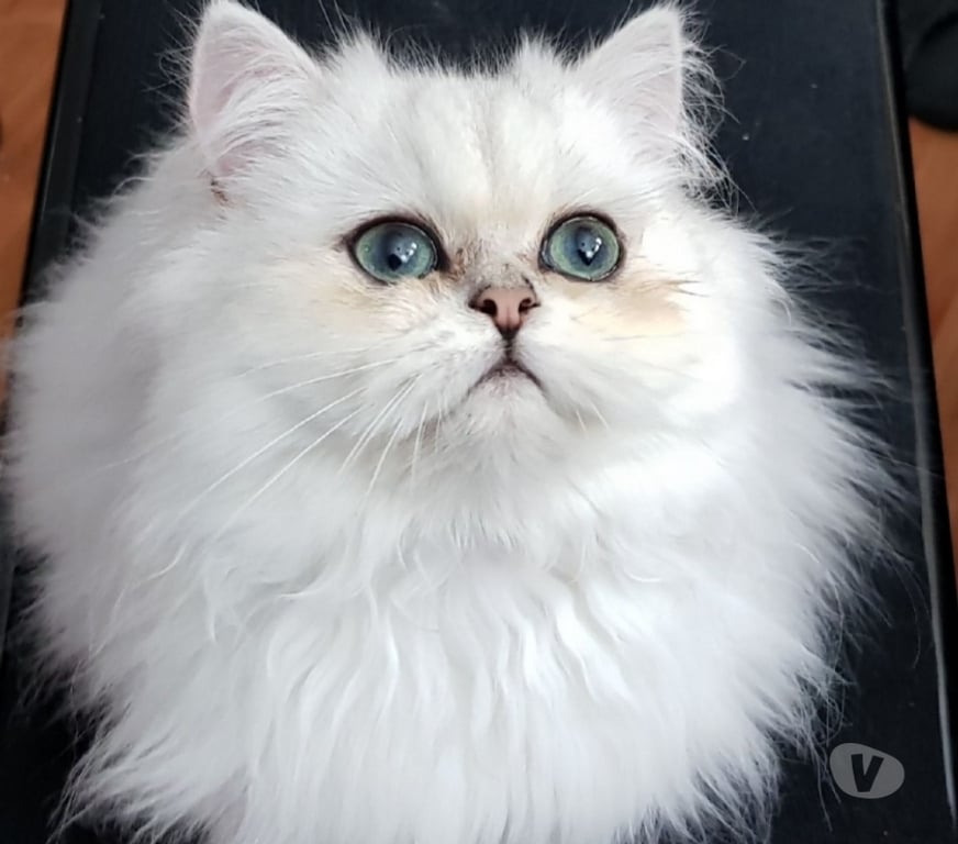 Services, accessoires animaux Val-de-Marne Fontenay sous Bois - 94120 - Photos Vivastreet SAILLIE CHAT PERSAN LOOF