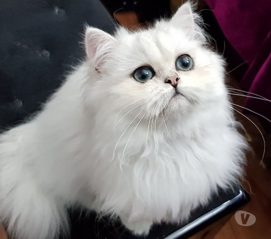 Services, accessoires animaux Val-de-Marne Fontenay sous Bois - 94120 - Photos Vivastreet SAILLIE CHAT PERSAN LOOF