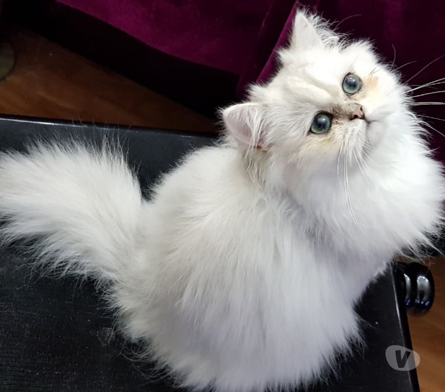 Services, accessoires animaux Val-de-Marne Fontenay sous Bois - 94120 - Photos Vivastreet SAILLIE CHAT PERSAN LOOF