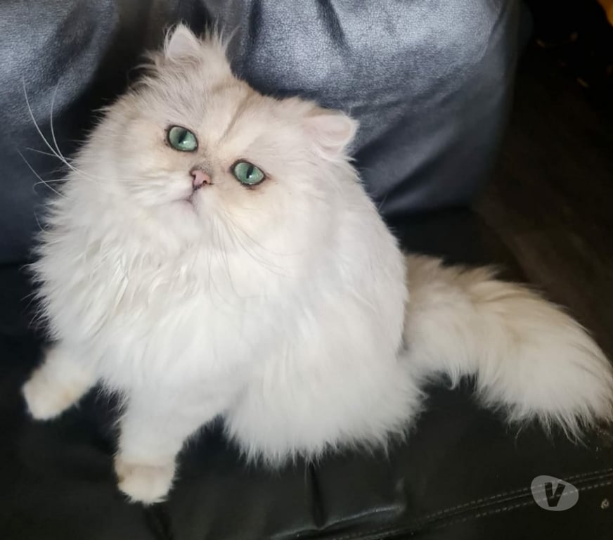 Services, accessoires animaux Val-de-Marne Fontenay sous Bois - 94120 - Photos Vivastreet SAILLIE CHAT PERSAN LOOF