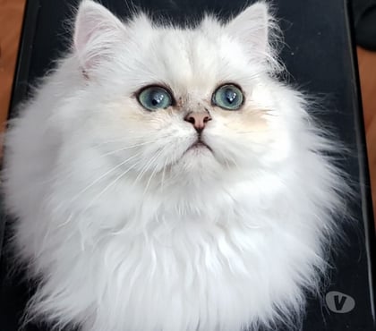 Services, accessoires - autres Fontenay sous Bois Val-de-Marne - Photos Vivastreet SAILLIE CHAT PERSAN LOOF