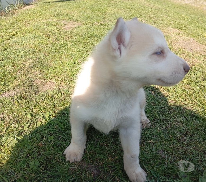 Don animaux Nord St Amand les Eaux - 59230 - Photos Vivastreet chiot type husky à réserver