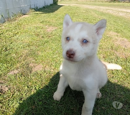 Adoption animaux St Amand les Eaux Nord - Photos Vivastreet chiot type husky à réserver