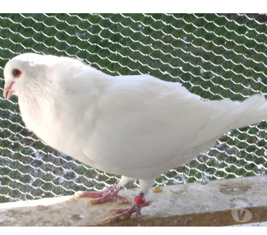 Vente Seine-et-Marne Bagneaux sur Loing - 77167 - Photos Vivastreet Pigeons de chair