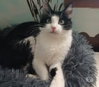 Nala, 7 mois, est à l'adoption