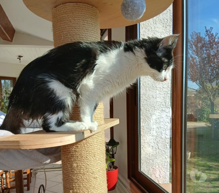 Don animaux Hérault Pouzols - 34230 - Photos Vivastreet Nala, 7 mois, est à l'adoption