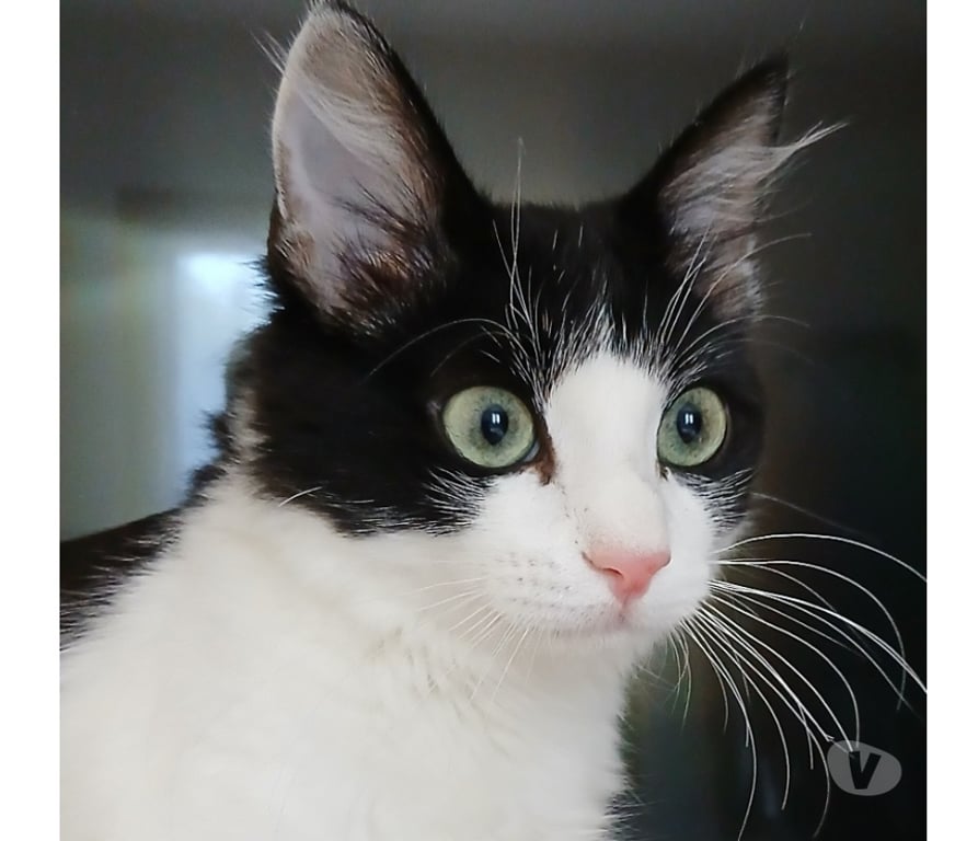 Don animaux Hérault Pouzols - 34230 - Photos Vivastreet Nala, 7 mois, est à l'adoption