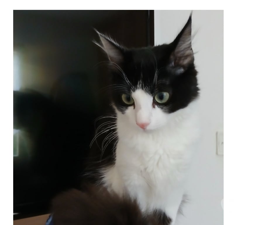 Don animaux Hérault Pouzols - 34230 - Photos Vivastreet Nala, 7 mois, est à l'adoption