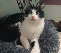 Nala, 7 mois, est à l'adoption