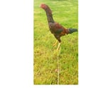 Plouay - Morbihan — Coq et poules de collection
