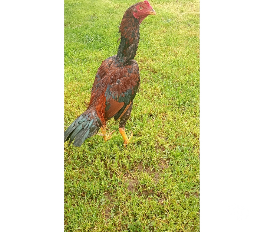 Vente Morbihan Plouay - 56240 - Photos Vivastreet Coq et poules de collection