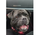 chienne bulldog continental LOF