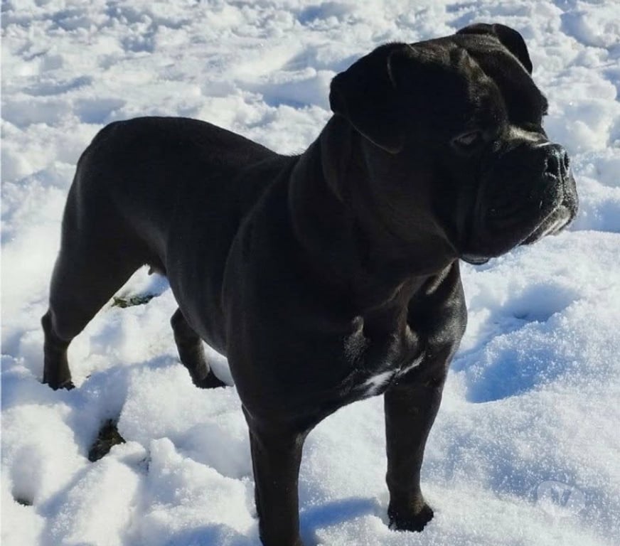 Vente Orne L'Aigle - 61300 - Photos Vivastreet chienne bulldog continental LOF
