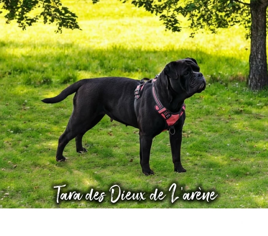 Vente Orne L'Aigle - 61300 - Photos Vivastreet chienne bulldog continental LOF