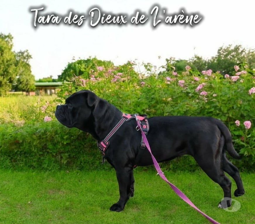 Vente Orne L'Aigle - 61300 - Photos Vivastreet chienne bulldog continental LOF
