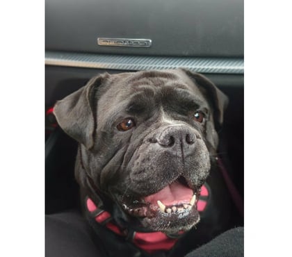 Vente animaux L'Aigle Orne - Photos Vivastreet chienne bulldog continental LOF